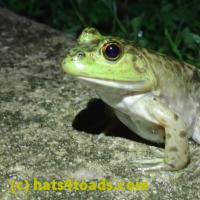 /home//u458753944/public_html/sourcegallery/////Frogs/More bullfrogs/P6020062.JPG